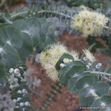 Eucalyptus gunnii bush (p22)