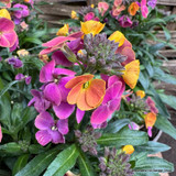 Erysimums (perennial wallflower)