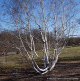 Betula utilis jacquemontii 250-300cm