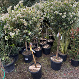 Viburnum tinus 'Eve Price' 1/2 stem (20L)