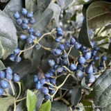 Viburnum tinus 'Eve Price' 1/2 stem (20L)