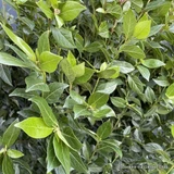 Viburnum tinus 'Eve Price' 1/4 stem (30L)