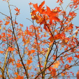 Liquidambar styraciflua 'Moraine'