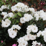 Iceberg - Climbing Rose
