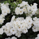 Iceberg - Climbing Rose