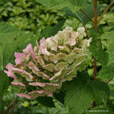 Hydrangea quercifolia 80-100cm (10L)