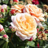 Fond Farewell - Floribunda Rose