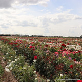 Happy Golden Wedding - Standard Rose