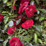Roses (mixed varieties)