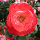 Nostalgia - Hybrid Tea Rose