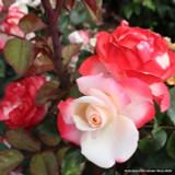 Nostalgia - Hybrid Tea Rose