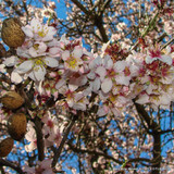 Prunus dulcis (Sweet Almond) POTTED
