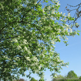 Prunus padus (Bird Cherry) POTTED