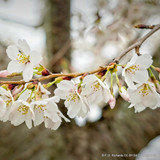 Prunus x yedoensis (Yoshino Cherry) POTTED