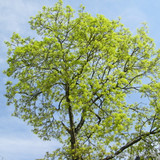 Acer platanoides 'Princeton Gold' BAREROOT