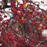 Malus 'Red Sentinel' (Crab Apple) POTTED