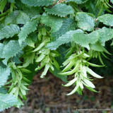 Carpinus betulus (Hornbeam) - Feathered BAREROOT
