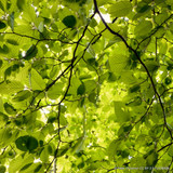 Carpinus betulus (Hornbeam) - Feathered BAREROOT