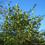 Carpinus betulus (Hornbeam) -  Standard BAREROOT
