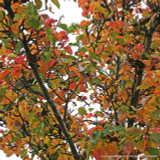 Pyrus calleryana 'Chanticleer' (Callery Pear) POTTED