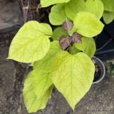 Catalpa bignoides 'Aurea' POTTED
