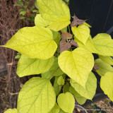 Catalpa bignoides 'Aurea' POTTED