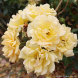 'Sun Charm' - Patio Rose