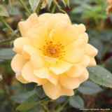 'Sun Charm' - Patio Rose