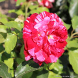 Rock 'n' Roll - Hybrid Tea Rose