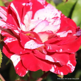 Rock 'n' Roll - Hybrid Tea Rose
