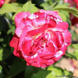 Rock 'n' Roll - Hybrid Tea Rose