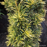 Taxus baccata 'Fastigiata Aurea' (Golden Irish Yew) 175-200cm Rootball
