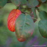 Amelanchier arborea 'Robin Hill' POTTED