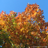 Quercus rubra BAREROOT