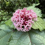 Clerodendrum bungei 3L