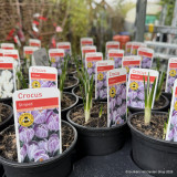 Crocus (9cm) - various colours