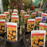 Crocus (9cm) - various colours