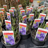 Crocus (9cm) - various colours