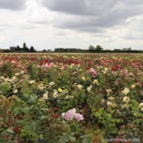 Blue Moon - Hybrid Tea Rose