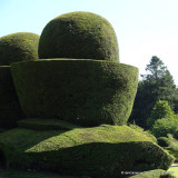 Taxus baccata (Yew) 60-80cm (27L)