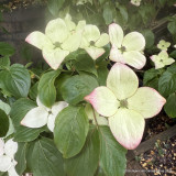 Cornus kousa 'Satomi' 125-150cm (30L)