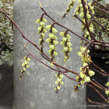 Stachyurus chin. Celina (3L)