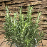 Rosmarinus  officinalis (rosemary)