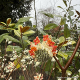 Edgeworthia chrysantha 'Red Dragon' (35L)