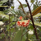 Edgeworthia chrysantha 'Red Dragon' (35L)