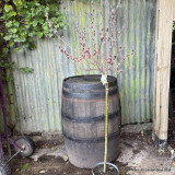 Salix gracilistyla 'Mount Aso' 80cm stem (5L)