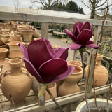 Magnolia 'Genie'
