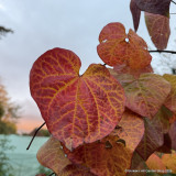 Cercis 'Ace of Spades'
