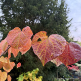 Cercis 'Ace of Spades'