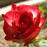 Double Delight - Hybrid Tea Rose
